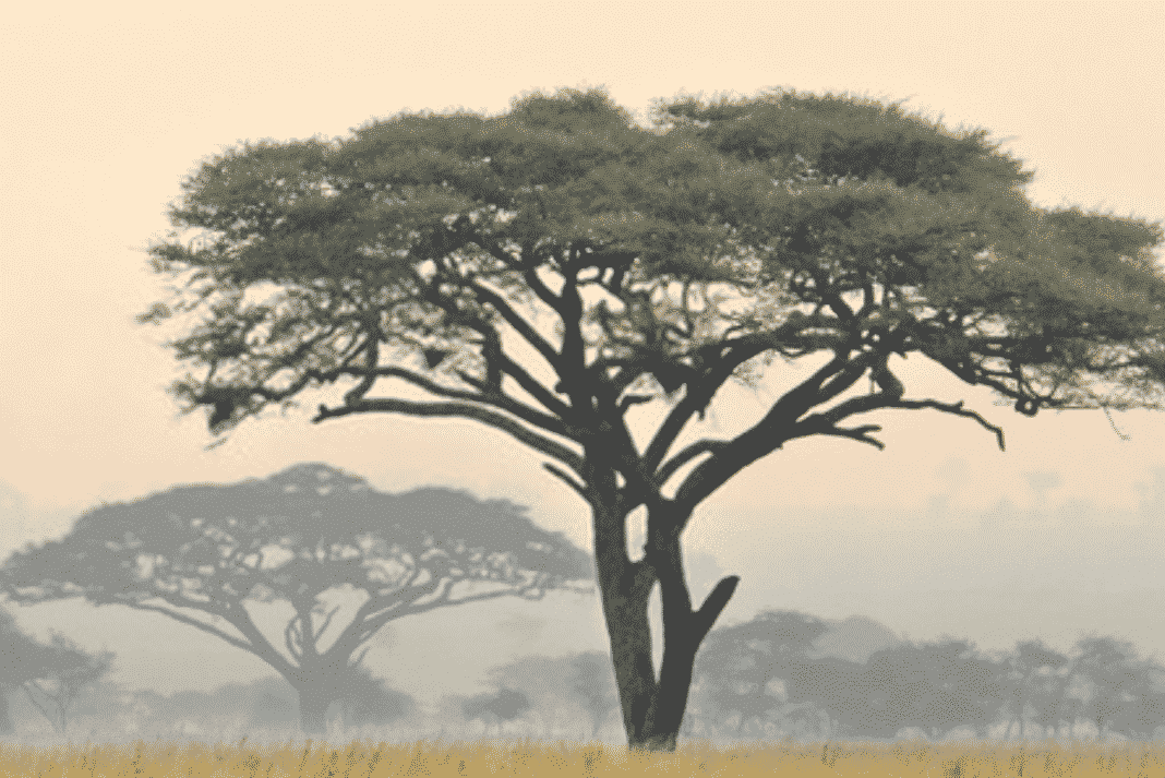 Africa’s Crisis Centres and Hotlines